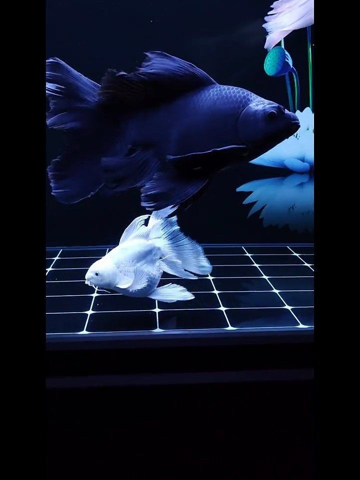 蝴蝶鯉最佳配魚