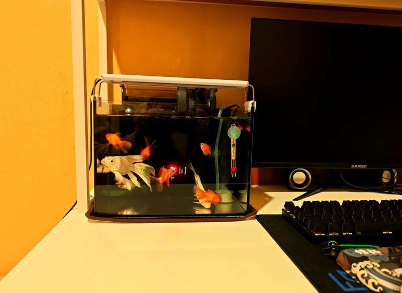 蝴蝶鯉最佳配魚