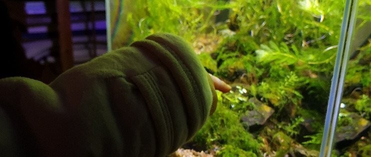 有哪些品牌的水族箱適合長城造景？
