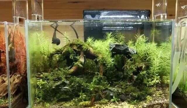 有哪些品牌的水族箱適合長城造景？