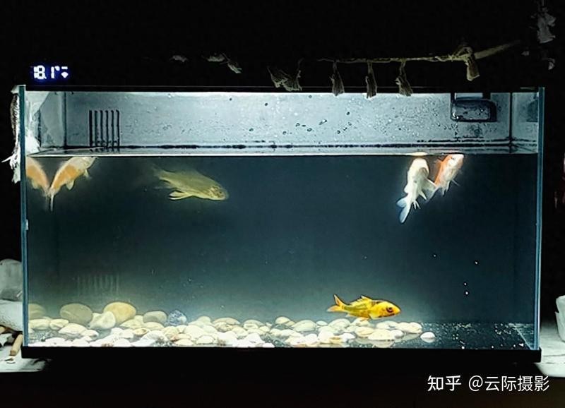 有哪些品牌的水族箱適合長城造景？