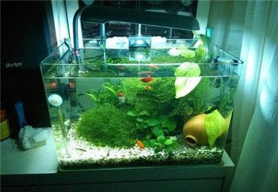 給魚缸換水可以用涼開水嗎？（不建議直接使用涼開水給魚缸換水之前）