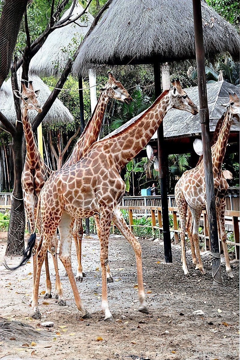長隆野生動物園有哪些必去的景點？