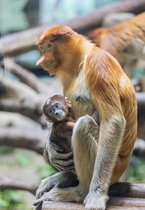 長隆野生動物園有哪些必去的景點？