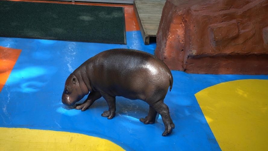長隆野生動物園有哪些必去的景點？