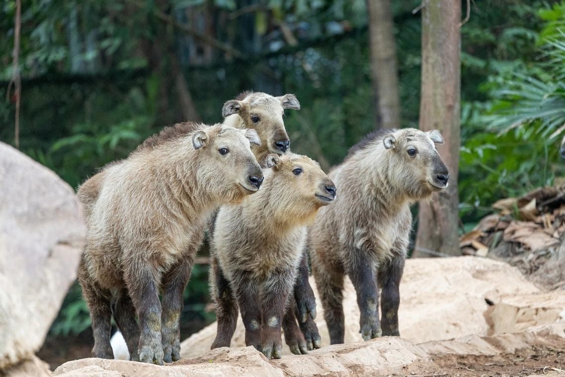 長隆野生動物園有哪些必去的景點？