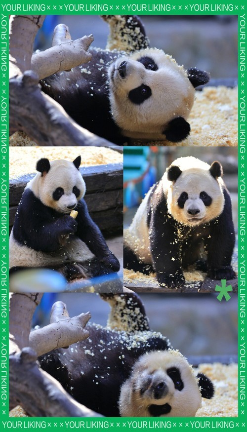 長隆野生動物園有哪些必去的景點？