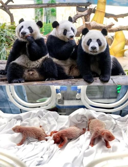 長隆野生動物園有哪些必去的景點？
