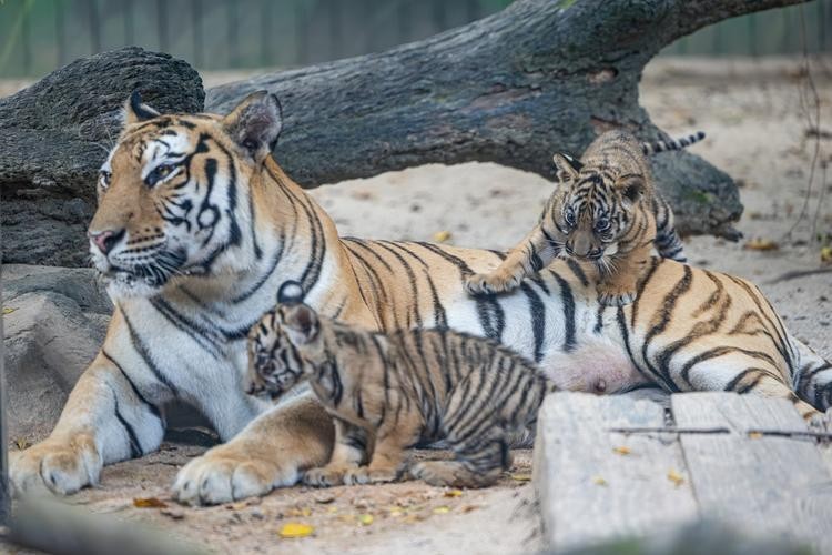長隆野生動物園有哪些必去的景點？