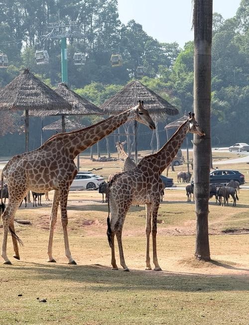 長隆野生動物園有哪些必去的景點？
