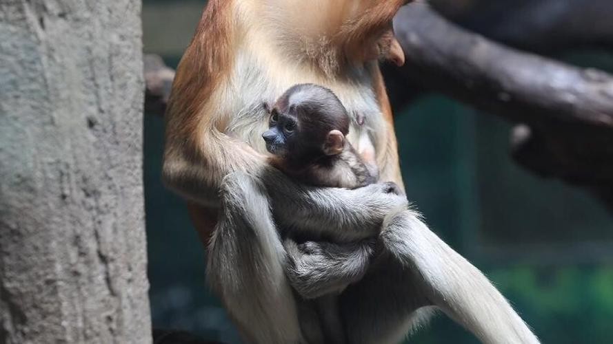 長隆野生動物園有哪些必去的景點？
