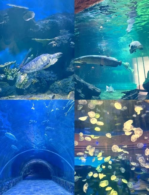 如何獲取西安龍魚展會的最新日程？