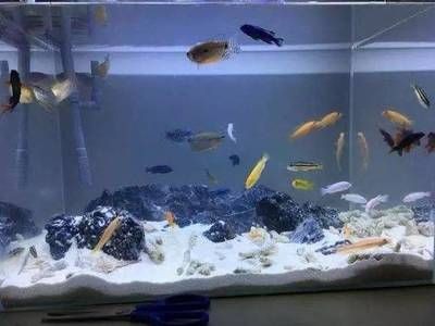 智能魚缸造景與生態(tài)平衡魚缸造景與生態(tài)平衡魚缸造景：如何排出底濾魚缸中的魚糞便