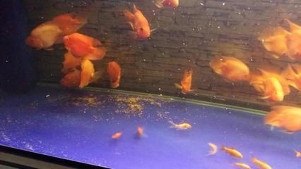 智能魚缸造景與生態(tài)平衡魚缸造景與生態(tài)平衡魚缸造景：如何排出底濾魚缸中的魚糞便