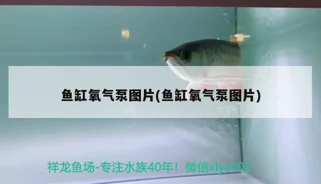 銀龍魚能在魚缸繁殖嗎：銀龍魚可以放魚塘嗎 銀龍魚能在魚缸繁殖嗎：銀龍魚可以放魚塘嗎 銀龍魚百科 第2張