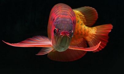 紅龍魚風水功效（家中養紅龍魚對風水有什么作用）