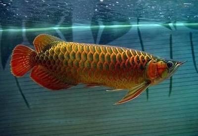 紅龍魚風水功效（家中養紅龍魚對風水有什么作用）