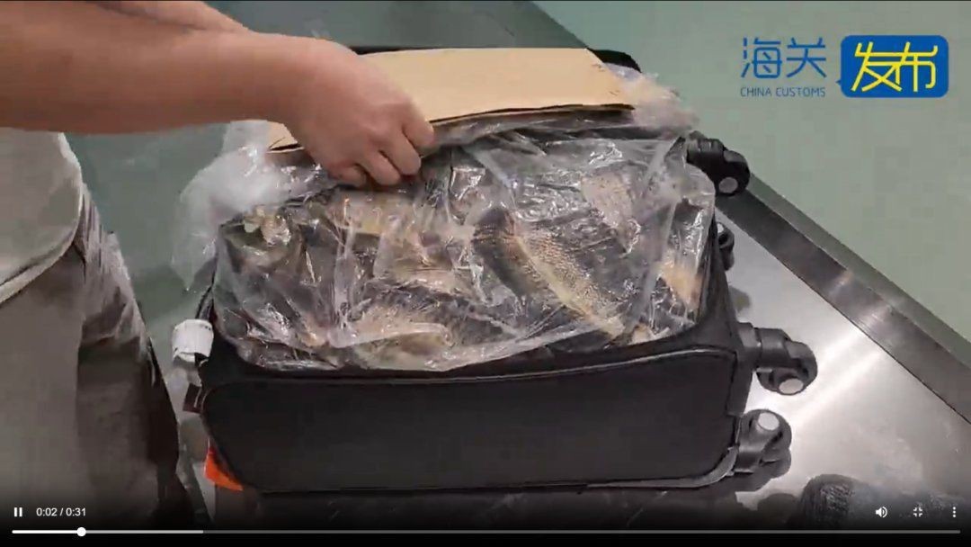 魟魚最怕三樣?xùn)|西
