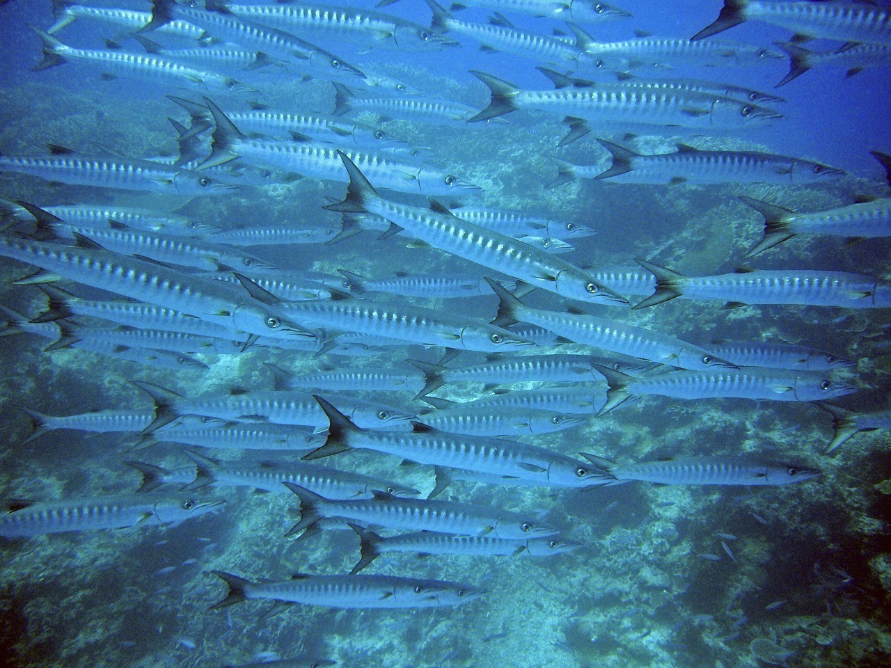 秋刀魚是海魚還是淡水魚