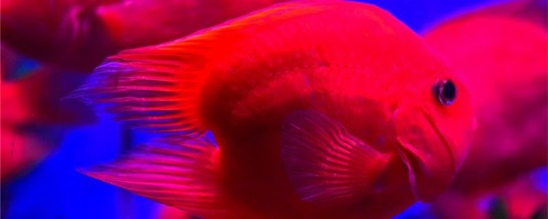 鸚鵡魚怎么分公母公母能混養嗎 鸚鵡魚怎么分公母公母能混養嗎 銀龍魚百科 第1張