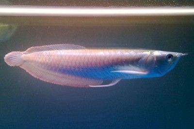 銀龍魚人工加色（銀龍魚的人工加色主要是通過飼養管理和環境調控來實現的）