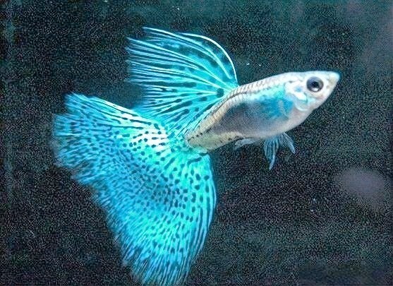 如何挑選適合參加比賽的孔雀魚？