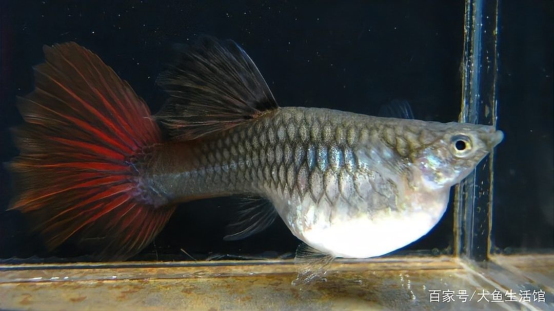 如何挑選適合參加比賽的孔雀魚？