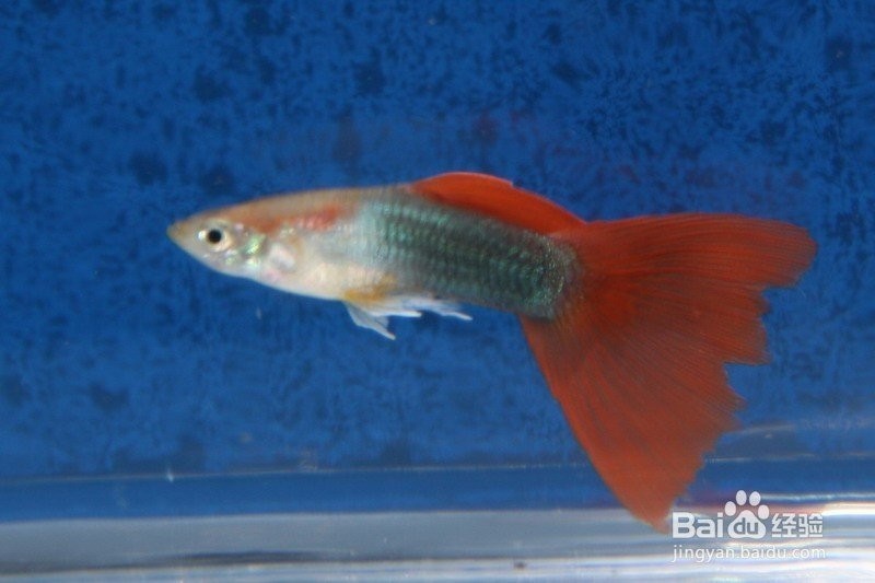 如何挑選適合參加比賽的孔雀魚？