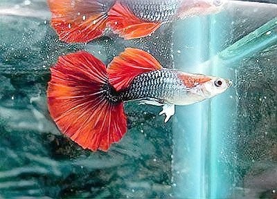 如何挑選適合參加比賽的孔雀魚？