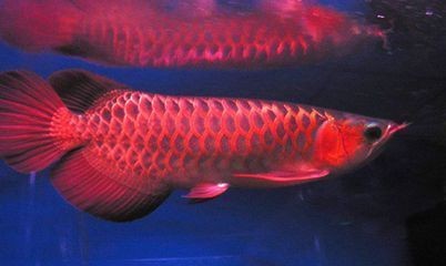 豐鎮(zhèn)市錦龍水族彩鰈專賣店：