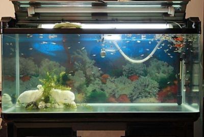 淡水魚缸消毒的方法：淡水魚缸如何消毒？