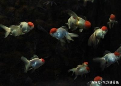 剛做的魚缸要多久才可以放魚養（新魚缸如何養水）