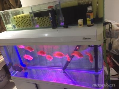 剛做的魚缸要多久才可以放魚養（新魚缸如何養水）