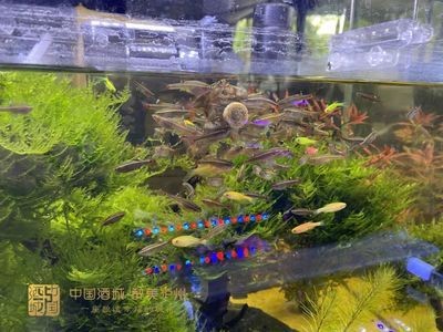 剛做的魚缸要多久才可以放魚養（新魚缸如何養水）