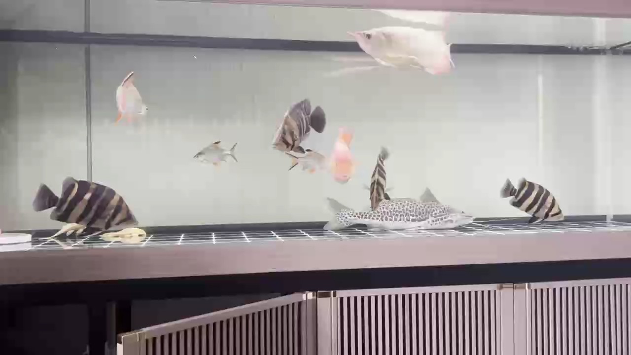 虎魚明起來就是好看