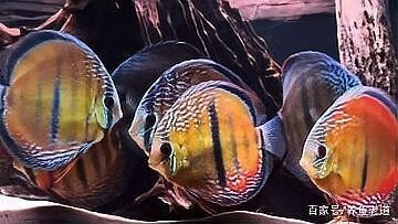 西安哪里有賣魚缸的市場？：中山東鳳鎮武岡武岡魚缸商行魚缸批發市場,成都市場