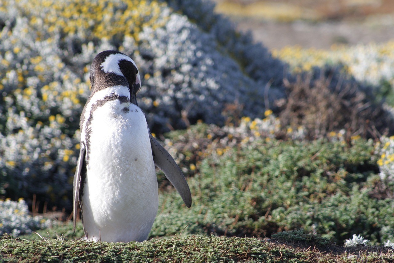 銀龍魚可以喂魚飼料嗎不喂活物飼料行嗎（銀龍魚喂食活魚可以嗎）