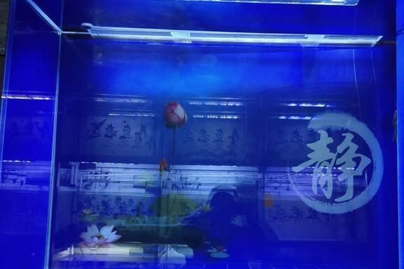 魚缸水質管理的誤區：換濾材后魚缸水模糊怎么辦？
