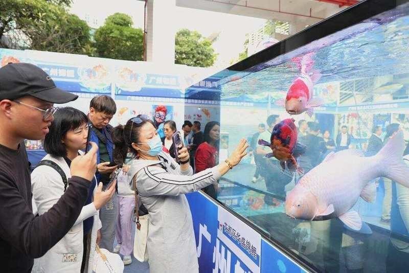 龍協(xié)杯龍魚大賽有哪些歷屆冠軍？