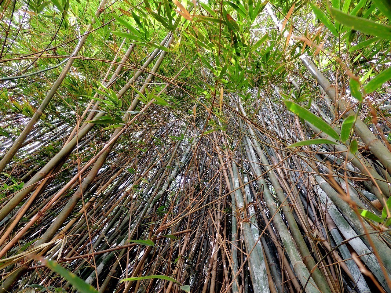 銀龍魚可以和金魚一起養嗎（金龍能和銀龍魚養在一起嗎）