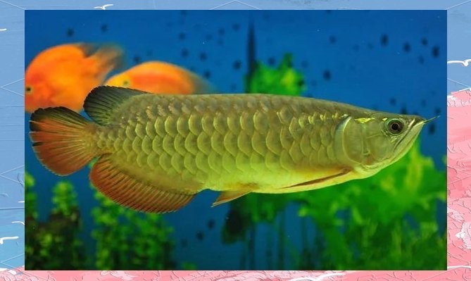 龍魚展會上還有哪些高價交易？