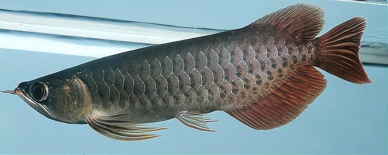紅龍配魚的最佳投放順序
