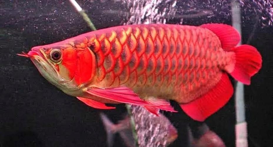 龍魚養(yǎng)殖基地圖片