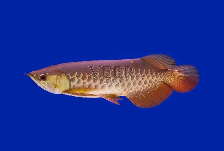 龍魚養(yǎng)殖基地圖片