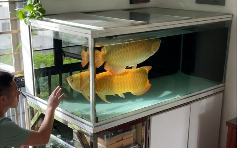 龍魚養(yǎng)殖基地圖片