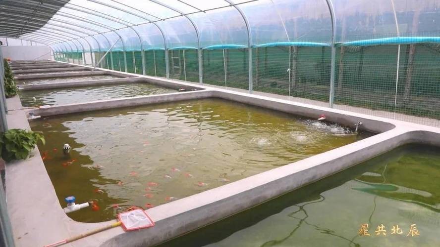龍魚養(yǎng)殖基地圖片
