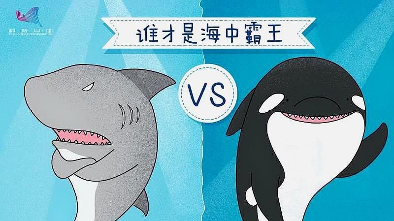 虎鯨單挑能打過大白鯊嗎