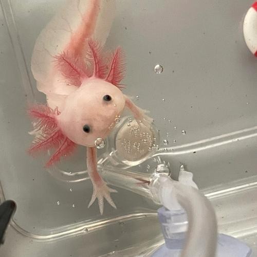 小恐龍魚圖片