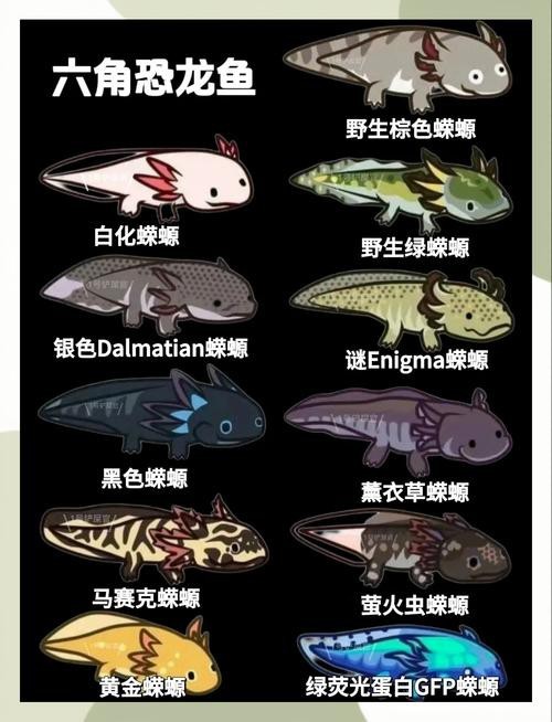 小恐龍魚圖片