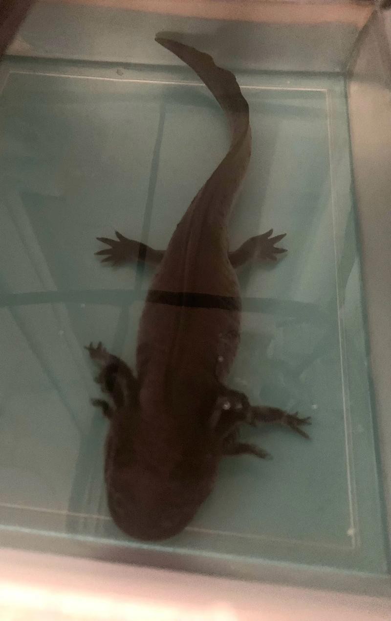 小恐龍魚圖片